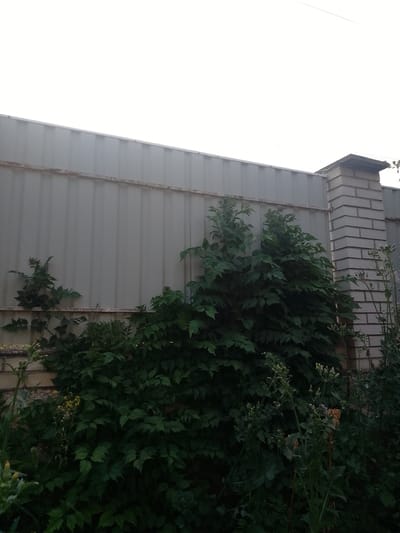 The image depicts a backyard scene with a corrugated metal fence forming the background. To the right of the fence is a brick pillar, suggesting it is part of a larger boundary structure. Dense green foliage, including bushes and leafy plants, occupies the foreground and midground, partially obscuring the lower portion of the fence. Some of the plants appear to be wild or overgrown. The sky is overcast and bright white, indicating a cloudy day. The overall impression is one of an unkempt garden area bordering a property. This scene is located in Vulcănești, Moldova.