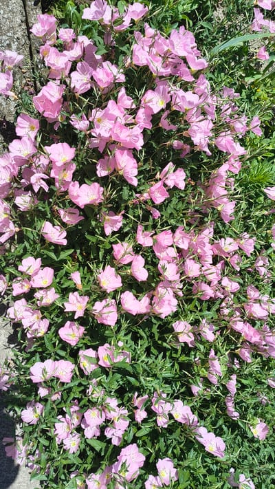 The image shows a dense cluster of pink evening primrose flowers in full bloom, with their delicate petals and yellow centers. The flowers are scattered across a background of lush green foliage. To the left of the image, a rough, gray concrete surface is visible, suggesting the flowers are growing near a pathway or structure. The lighting indicates it is daytime, likely sunny, casting shadows among the blossoms and leaves. The scene is located in the city of Han Krum, Bulgaria.