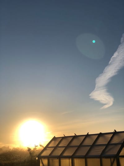 In Zhukovo, Russia, a greenhouse stands silhouetted against a dawn sky, its translucent panels reflecting the golden light of the rising sun. The sun, a brilliant orb, bathes the surrounding landscape in a warm glow, illuminating mist rising from the vegetation and trees in the distance. A wispy cloud formation stretches across the upper right quadrant of the sky, resembling a bird in flight, while a small, circular lens flare hovers near it. The scene is peaceful and serene, capturing the quiet beauty of a new day beginning.