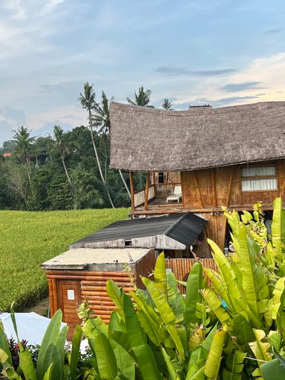 The image depicts a tranquil scene in Singakerta, Indonesia. In the foreground, verdant banana leaves frame a view of a rice paddy. Adjacent to the field is a bamboo structure, likely a house or lodging, featuring a thatched roof. To the right, a smaller building with a dark roof is visible. Beyond the bamboo structure, palm trees punctuate the skyline against a partly cloudy sky. The overall scene conveys a rural, tropical atmosphere.