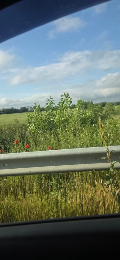 View from a vehicle, likely a car, showing a roadside scene in Lozarevo, Bulgaria. The landscape includes a bright blue sky with scattered white clouds, contrasting with a green grassy field in the distance. A metal guardrail runs parallel to the road, separating it from the field. In front of and beside the guardrail, there's green foliage, including grass, shrubs, and small trees. Red poppies are scattered amidst the green vegetation. The image is taken from inside the vehicle, with part of the car's interior visible on the left and right edges of the frame. The scene captures a sunny day along a road in Lozarevo.