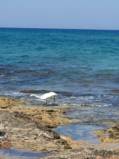 A white egret with black legs and beak is foraging near the shoreline of the Mediterranean Sea. The bird is standing on rocky terrain where small pools of water have formed. The sea exhibits varying shades of blue and turquoise, with gentle waves lapping at the shore. The sky is a clear, light blue. The scene is set in Chersonisos Municipal Unit, Greece, a popular tourist destination known for its coastal landscapes.