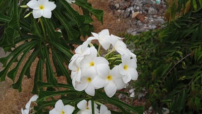 In Aluerambong, Indonesia, a close-up shot captures a cluster of white Plumeria flowers with yellow centers, nestled amongst lush green leaves. The flowers are vibrant and detailed, showcasing their delicate petals. In the background, a mix of dry earth, scattered rocks, and green foliage creates a natural, somewhat unkempt environment.