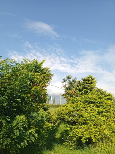 The image depicts a daytime outdoor scene with a focus on vegetation under a blue sky with scattered clouds. In the foreground are bushes or small trees with green and yellowish-green foliage, some with small orange and white flowers. Through a gap in the vegetation, elements of an urban or suburban setting are visible, including utility poles and a partially obscured building or structure. There is a sign that seems to indicate a center or facility. A hint of a mountain or hill can be seen in the distance. The photograph appears to have been taken at ground level. The city of Thalang, Laos, cannot be definitively confirmed based on the image.