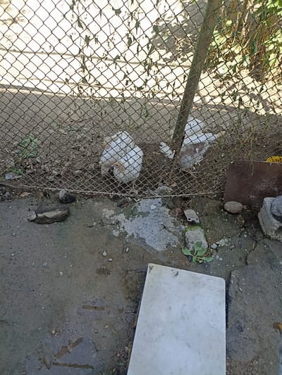 In Aygezard, Armenia, two chickens are observed behind a chain-link fence. The chickens are white and appear to be pecking at the ground. The ground is a mixture of dirt and gravel, with some patches of dry leaves and small green plants. A thin, weathered wooden post is partially visible, supporting the fence. The background beyond the fence is obscured by the fence itself and vegetation. In the foreground, the ground is a mixture of concrete and dirt, with some scattered stones and small puddles of water. A flat, light-colored rectangular object, possibly a piece of concrete or stone, rests on the ground. The scene appears to be an outdoor area, possibly a yard or an enclosure.