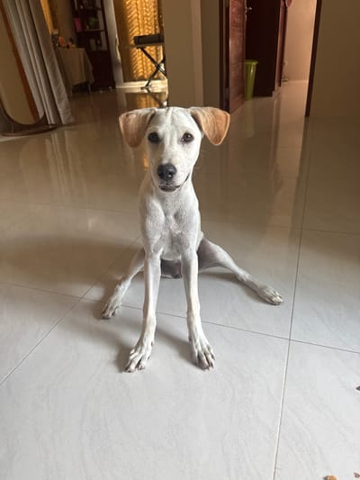 A white dog with tan ears sits on a tiled floor in a residential interior. The dog is facing forward, with its front legs extended. The background shows a hallway with doors and a green trash can. There are also glimpses of other rooms, including one with curtains and a table, and another with what appears to be a keyboard on a stand. The lighting suggests it is daytime. The location is identified as Baan Nok Sai, Thailand.
