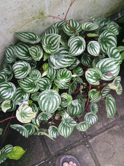 The image displays a dense cluster of Peperomia argyreia (Watermelon Peperomia) plants positioned adjacent to a light grey concrete or stucco wall, showing some dark stains. The plants exhibit numerous oval-shaped leaves, each featuring a dark green base with distinctive silver-white stripes radiating from the center. Small water droplets are visible on the surfaces of multiple leaves. The plants are supported by thin, reddish-brown stems. The ground surface in the foreground consists of dark grey interlocking concrete pavers or tiles, with some moss and debris present in the seams. A portion of a human foot, wearing a dark sandal, is visible in the lower right corner. The scene is located in Khe Sanh Commune, Vietnam.