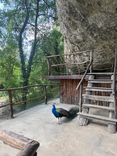 A peacock stands on a concrete path near a wooden structure with a rocky cliff face behind it. The peacock is facing left, with its iridescent blue neck and green tail feathers visible. The wooden structure appears to be a rustic walkway or enclosure, made of rough-hewn logs and planks. Behind the structure, dense green foliage suggests a wooded area or a park. The image is taken from a slightly elevated perspective, looking down towards the peacock and the path. The lighting suggests it is daytime, with natural light illuminating the scene. The overall setting appears to be an outdoor enclosure or naturalistic exhibit. No people are visible in the image, and there is no visible text. The location context provided is Lukovit, Bulgaria, which aligns with the rustic, natural environment depicted.