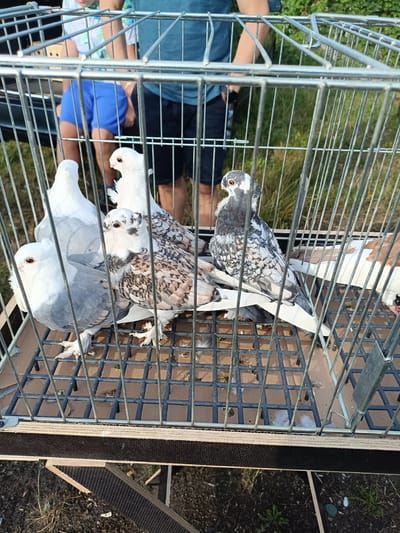 In Łosice, Poland, a metal cage containing five pigeons is positioned outdoors. The pigeons exhibit varied plumage, with some predominantly white, one grey and white, and another speckled grey and brown. The cage sits atop a wooden platform. In the background, two individuals, partially visible and out of focus, are present. The environment consists of grassy terrain under a daylight sky.