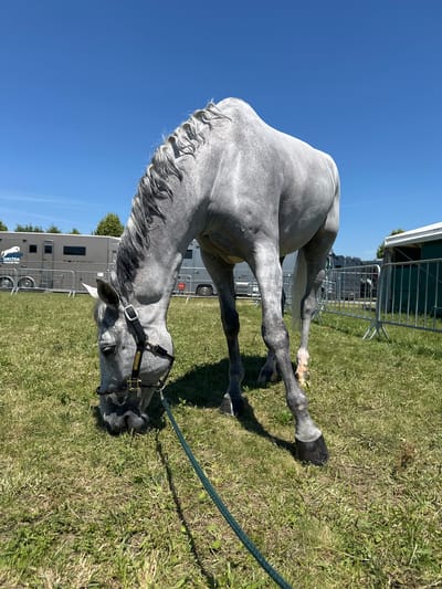 A gray horse is grazing in a grassy area under a clear blue sky. The horse is wearing a black halter and is tethered by a green rope. In the background, there are several large vehicles, including trailers, and a white tent-like structure with green fencing. The scene appears to be an outdoor event, possibly a horse show or equestrian competition, taking place on a sunny day. The location is not specified in the image or its crops.