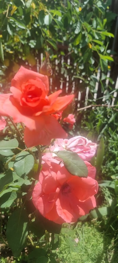 The image shows a close-up of several rose blossoms. The roses are predominantly coral and pink in color, with some petals appearing slightly wilted. Green leaves and stems are visible, as well as a blurred background of foliage and a white picket fence. The scene is outdoors and appears to be a garden. There is no indication of the specific location in Chernomorskiy, Russia within the image itself.