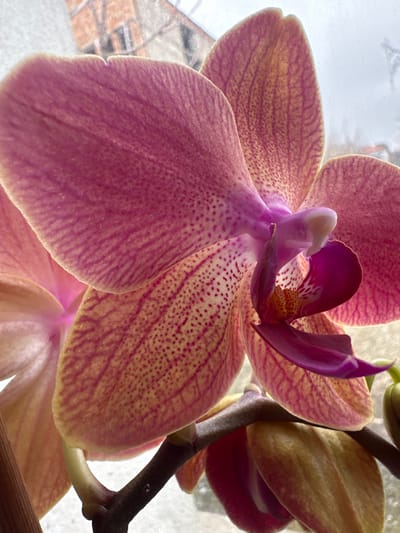 The image presents a close-up view of an orchid flower, specifically a Phalaenopsis, positioned indoors in Bregovo, Bulgaria. The flower features petals colored in shades of pink and pale yellow-orange, distinguished by prominent radiating dark pink veins and numerous small, dark pink speckles. The central labellum is a distinct deep magenta-purple, while the column is a lighter pink-white. A portion of the orchid's brown stem, along with at least one developing bud, is visible beneath the main bloom. The background, observed through a blurred window, displays indistinct, light-toned architectural elements consistent with an outdoor building or structure. No individuals, actions, or interactions are present in the scene.