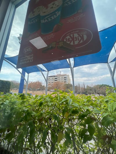The image depicts a static urban scene viewed from inside a building through a window, looking outwards under an overcast sky. In the immediate foreground, a dense row of vibrant green leafy bushes forms a hedge, partially obscuring the lower portion of the exterior view.
Reflected prominently on the window glass is an inverted red rectangular advertisement sign. This sign features the Dairy Queen (DQ) logo, multiple representations of "Blizzard" dessert cups, a prominent "Kit Kat" logo, and the Spanish text "Hecho con Kit Kat" (Made with Kit Kat) and "Dairy Queen EL SABOR DE LA ALEGRIA" (Dairy Queen THE TASTE OF JOY). A white rectangular sticker or label is affixed to the reflected sign.
Beyond the window and above the bushes, blue tensile fabric shade canopies are visible, supported by grey/silver metal poles, indicating an outdoor seating area or drive-thru structure. In the midground, a wide urban median or park area is visible with various deciduous trees, some displaying autumnal brown foliage and others appearing bare. A paved road with partially visible vehicles runs beyond this green space.
In the background, a multi-story building, approximately 8-10 floors high, with a light-colored facade and multiple balconies, stands prominently. Its roof is equipped with several communication antennas. To the right of this building, a dark, slender church spire is visible in the distance.
The scene is located in the city of León, Guanajuato, Mexico, specifically observed from a Dairy Queen restaurant, likely situated along Boulevard Adolfo López Mateos, with the background building and spire consistent with landmarks visible from that area, such as the Templo de San Felipe de Jesús. No individuals are visible in the frame.