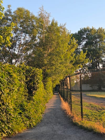 The image shows a narrow, unpaved path bordered by a dense green hedge on the left and a dark metal fence on the right. Tall trees with vibrant green foliage rise behind the hedge and fence, their leaves illuminated by the warm glow of what appears to be late afternoon or early morning sun. The sky is a clear, pale blue. The path recedes into the distance, lined by the consistent patterns of the fence posts and mesh. The overall scene suggests an outdoor location, possibly a park, a border of a property, or a walkway within a suburban or rural setting in Radomyshl, Ukraine. There are no people or animals visible in the frame. The environment is serene and natural, with an emphasis on the interplay of light and shadow on the vegetation and path.