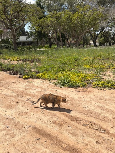 The image shows a tabby cat standing on dry, cracked ground next to a strip of green vegetation. Trees and a building are visible in the background. The location is Eshkol Regional Council, Israel.