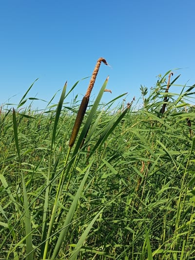 In the city of Ostrovtsy, Russia, a close-up, low-angle shot captures a dense field of green reeds under a clear, bright blue sky. The focus is on a prominent bulrush in the foreground, its dark brown, cylindrical seed head curving slightly at the top, with a lighter brown, fuzzy stamen visible above. The reed’s long, slender green leaves fan out, some catching the sunlight, creating a contrast with the darker, shadier areas within the thicket. The background is a continuous expanse of green reeds, some appearing taller and more mature with their own seed heads, interspersed with thinner, less developed reeds. The scene suggests a natural wetland environment.