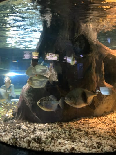 The image shows a large fish tank at the Batu Secret Zoo in Batu, Indonesia. The tank is partially submerged and appears to be made of glass. The water is clear and contains several fish, including a large, dark-colored fish with a white stripe and a white belly, which appears to be a Piranha, and several smaller, silver-colored fish, which may be silver dollars. The tank is decorated with a large, dark, gray rock formation that serves as a hiding place for the fish. The bottom of the tank is covered with small white rocks. The image was taken from above and shows the top of the tank. The coordinates given place this location within the city of Batu, Indonesia, which is known for its many attractions, including zoos, theme parks, and natural wonders.