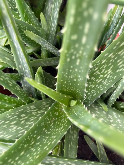 This is a close-up, high-angle, eye-level shot of an aloe vera plant. The focus is on the thick, green, fleshy leaves which are speckled with white spots. The edges of the leaves are serrated with small, sharp, white teeth. The plant is potted in dark soil, and the background is blurred, suggesting an indoor or shaded outdoor environment. There are no people or animals visible in the image. The scene does not provide any information about the city of Madina, Ghana, as it is a close-up of a plant without any surrounding context.
