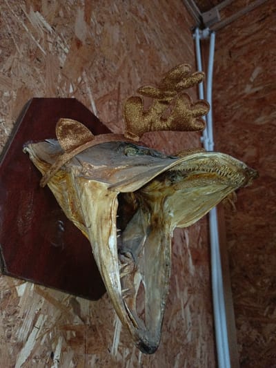 An extreme close-up photograph taken in the city of Gorka, Russia, depicts a taxidermied fish head mounted on a dark brown, shield-shaped wooden plaque. The fish head, likely a pike, is preserved with its mouth agape, revealing multiple rows of sharp, conical teeth. Its dried skin displays a mottled brown and gold coloration. Adorning the top of the fish head is a festive gold-colored headpiece, featuring two soft, fabric reindeer antlers and two matching ears. The plaque is affixed to a wall constructed from light brown oriented strand board (OSB), visible behind and around the mounted fish. In the upper right quadrant of the image, white PVC utility pipes are visible against the OSB wall. No human subjects are present.