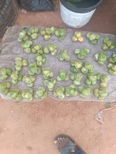 An overhead shot captures a collection of green, unripe fruits, possibly unripe mangoes or similar produce, laid out on a light-colored, rough fabric mat. The fruits are clustered in varying densities across the mat, which is situated on reddish-brown, sandy ground. In the upper left corner, a portion of a worn tire is visible, and a black plastic bag is draped over it. To the right of the fruits, a white bucket with black trim and text on its surface is present. The lower right portion of the image shows the feet of a person wearing a black sandal, with their toes and the top of their foot visible against the sandy ground. A crumpled piece of clear plastic is also on the ground to the right of the person's feet. The scene appears to be an outdoor market or roadside stall in Wukari, Nigeria, indicated by the ground texture and the presence of produce.