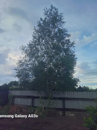 A vertical, full-frame shot shows a tall, leafy tree with a white trunk against a cloudy sky. The tree is on the left side of the image, its branches reaching across the frame. In the background, a corrugated metal fence runs horizontally. To the right of the fence, there is a dirt path and some overgrown greenery. The sky is filled with soft, diffused light, suggesting it might be early morning or late afternoon. Several power lines stretch across the upper portion of the sky, intersecting with the tree's branches. In the distance, a small, dark-colored structure with a pointed roof is visible peeking above the fence and trees. The scene appears to be an outdoor, possibly rural or suburban, setting in Chystiakove, Ukraine. The overall mood is calm and natural. The text "amsung Galaxy A03s" is visible in white letters along the right edge of the image.