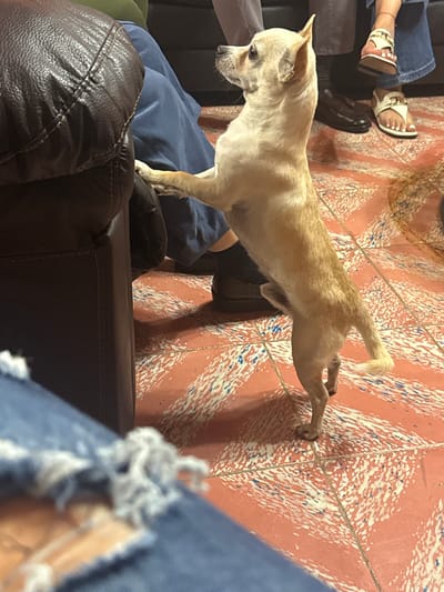 A tan-colored chihuahua is stretching its body between a dark brown leather sofa and a red-tiled floor in an indoor setting. The dog's front paws are on the edge of the sofa, while its rear paws are stretched towards the floor. A person wearing black shoes and socks sits on the sofa, while another person wearing sandals is also present. Part of a pair of blue jeans is visible in the foreground. The floor appears to be a tiled surface with a pattern of orange, white, and blue. The scene takes place in San Cristóbal, Mexico.
