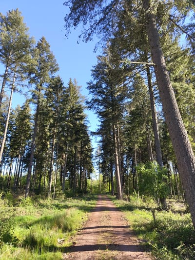 The image presents a tranquil scene of a forest path, likely located in Mettlach, Germany, on a bright, sunny day. The main subjects are a multitude of tall, slender conifer trees, resembling pines or spruces, which line both sides of an unpaved, reddish-brown dirt or gravel path. The path appears to stretch into the distance, inviting exploration.
On either side of the path, lush green grass and various undergrowth, including bushes and smaller plants, thrive, suggesting a healthy forest environment. Bright sunlight filters through the dense canopy of the trees, casting distinct shadows across the path, indicating it is daytime, possibly late morning or early afternoon. Overhead, patches of clear, vibrant blue sky are visible through the gaps in the tree branches, confirming fair weather.
No people or specific activities are depicted, contributing to the peaceful and serene atmosphere of the forest. The scene evokes a sense of natural beauty and quietude, ideal for a leisurely walk or enjoying nature. There is no visible text in the image.