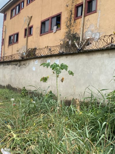 This image captures an outdoor scene in Eziobodo, Nigeria, dominated by a tan-colored, multi-story building situated behind a concrete wall and dense foreground vegetation. The building's exterior shows signs of wear, with peeling paint and dark stains, particularly on the right side. It features multiple rectangular windows with dark frames, accented by reddish-brown trim. One upper-level window on the right is open, revealing a yellow interior and a white garment hanging outward. A light-colored pipe, possibly PVC, runs vertically down the facade, branching into a 'Y' shape on the left side of the building.
The concrete wall below the building is discolored with dark stains and topped with multiple strands of coiled razor wire, extending across the entire visible length. Numerous small birds, some appearing yellow and others darker, are perched on the razor wire and the top edge of the wall. Several white papers or notices are affixed to the wall below the razor wire.
The foreground is heavily overgrown with tall, green grasses and other plants. A small papaya tree, approximately 1.5 to 2 meters tall, stands prominently in the center, exhibiting large green leaves with some showing signs of drying or damage. Scattered debris, including white plastic and other refuse, is visible amidst the dense vegetation. No people are visible in the frame.