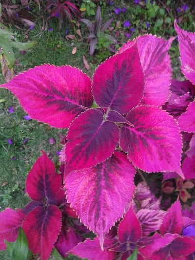 The image presents a detailed, top-down view of a plant featuring variegated leaves. The prominent leaves are ovate with serrated margins, displaying a vivid fuchsia-magenta color primarily along the edges, transitioning to dark purple and nearly black blotches concentrated along the central veins. A central cluster of these leaves dominates the frame, with additional similar leaves partially visible at the lower and right edges. The background, largely out of focus, shows green grass, scattered small purple flower petals, and blurry foliage from other plants, some exhibiting reddish-purple tones. No human subjects, animals, or specific actions are depicted. The scene is an outdoor environment consistent with a garden or cultivated plant bed. The specific location within the city of Kamnik, Slovenia, cannot be determined from the visual evidence provided.