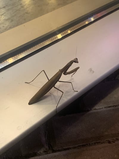 A brown praying mantis is perched on a white windowsill in Sinalunga, Italy. The mantis is positioned diagonally across the frame, facing towards the right. Its long, slender body is segmented and textured. Its forelegs are raised in a characteristic predatory stance. The windowsill appears to be made of a smooth, light-colored material, possibly metal or painted wood. Behind the windowsill, a dark, brick-like texture is visible, suggesting an outdoor or partially enclosed environment. The upper part of the image shows a reflective surface with faint streaks of color, possibly from lighting or a nearby window. The overall lighting is dim, with some areas illuminated by artificial light sources, casting soft shadows.