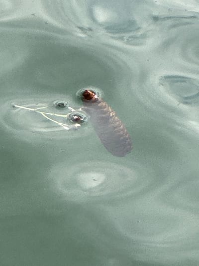A close-up, overhead shot shows a cluster of water striders resting on the surface of greenish-grey water. One strider's legs are extended, creating ripples. To the right, a dark, segmented object, possibly a seed pod or insect casing, floats with a reddish-brown top partially submerged. The overall scene is tranquil, suggesting a natural, outdoor environment.