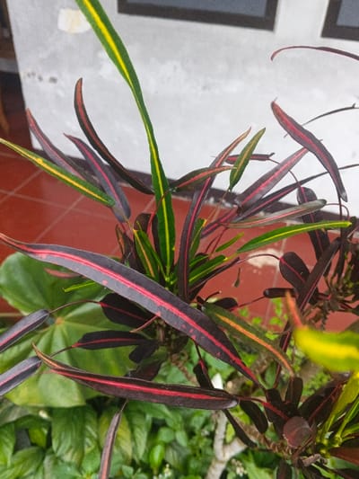 The image displays a close-up view of a croton plant (Codiaeum variegatum) situated in the city of Kon Tum, Vietnam. The plant features numerous elongated, lanceolate leaves, predominantly dark purplish-brown with distinct bright red stripes along their central veins and margins. Scattered among these are younger leaves exhibiting green and yellow variegation. The background, to the upper left, includes a textured, light grey concrete wall. Below the wall and to the left of the plant, reddish-brown square floor tiles are visible. The lower portion of the image shows blurred green foliage from other plants. No individuals or animate subjects are present. The scene is illuminated by ambient daylight.