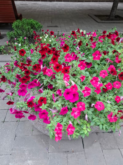 A high-angle, close-up shot captures a large, textured planter filled with a vibrant cascade of petunias in various shades of pink and deep red. The flowers are in full bloom, with many of them facing upwards, their trumpet-shaped petals prominent against the lush green foliage. Some of the flowers are unfurling, while others appear to be slightly wilting, with elongated, thin petals. The planter itself is large and round with a rough, grey, stone-like texture.

The planter sits on a grey, paved area made of large, rectangular cobblestones, some of which are cracked or worn. To the left of the planter, a rough-hewn wooden beam is visible, partially obscuring a light-colored brick wall. In the lower left corner of the frame, the top of a brown, slatted bench or planter box can be seen. Further to the left, nestled behind the planter, is a small, dense, green evergreen shrub. The overall scene suggests an outdoor setting, likely a garden, courtyard, or patio, possibly in a public space given the paving. The lighting suggests daytime, with no harsh shadows indicating direct sunlight. No people are visible in the image, and there is no visible text. The atmosphere conveyed is one of natural beauty and floral abundance.