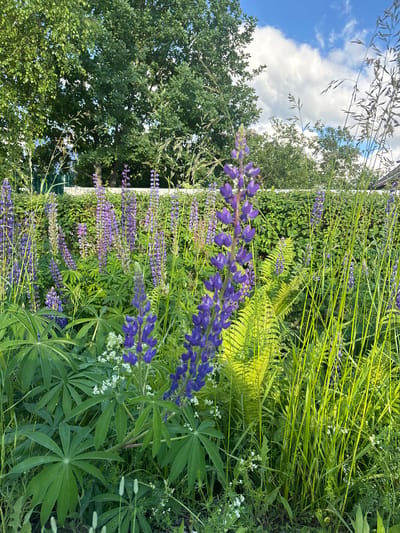 The image depicts a lush garden in the city of Мещёры, Russia, bathed in the warm light of a sunny day. In the foreground, tall, vibrant purple lupine flowers stand out against a backdrop of green foliage. Various other plants, including ferns and grasses, add texture and depth to the scene. The lush green hedge in the middle ground suggests a well-maintained garden border. In the background, large, leafy trees provide a natural canopy, and a glimpse of a white fence hints at the property line. The sky above is a brilliant blue, dotted with fluffy white clouds, indicating fair weather. No people are visible in the image.