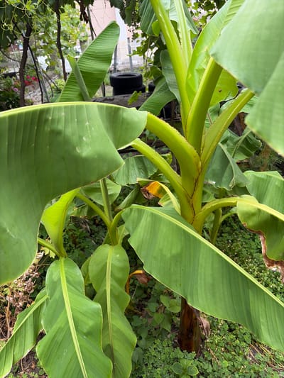 The image shows a close-up view of a banana plant with large, vibrant green leaves. The plant is situated in an outdoor setting, possibly a garden or yard, with other vegetation visible in the background. The ground is covered with smaller green plants and some dry leaves. In the upper background, a metal fence and some buildings can be seen. The lighting suggests it is daytime, with natural light illuminating the scene. The image does not depict any people or animals. Based on the context of other similar images, this scene is located in Sveti Vlas, Bulgaria.