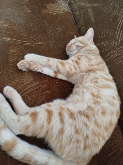 A ginger tabby cat is sleeping curled up on a brown textured sofa. The cat's eyes are closed, and its paws are tucked in. The sofa appears to be in a home environment, likely in Tuapse, Russia, given the user's prompt. There are no other people or objects of significance in the image.
