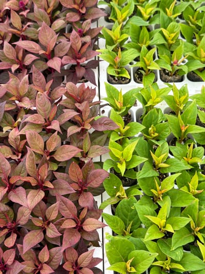 The image shows a top-down view of two rows of young plants in white plastic trays, divided vertically down the center. The left half of the image displays plants with reddish-purple leaves and some small pink flower buds. The right half features plants with vibrant green leaves and hints of yellow at the tips, also with small red or pink flower buds. The plants are densely packed in their individual cells within the trays. The background is out of focus, suggesting an outdoor or greenhouse setting. The scene is likely from a nursery or garden center. The location is specified as Maasdijk, Netherlands.