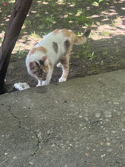 In Novachene, Bulgaria, a calico cat with white, orange, and dark brown markings is captured mid-stride on a cracked concrete surface. The cat is facing downwards, appearing to sniff or investigate something on the ground, with its head lowered and ears slightly back. A thin, dark string or wire is draped over the cat's back and head. The background consists of dry soil, sparse green grass, and the shadow-dappled trunk of a tree on the left side of the frame. The scene appears to be outdoors, possibly in a garden or yard area.
