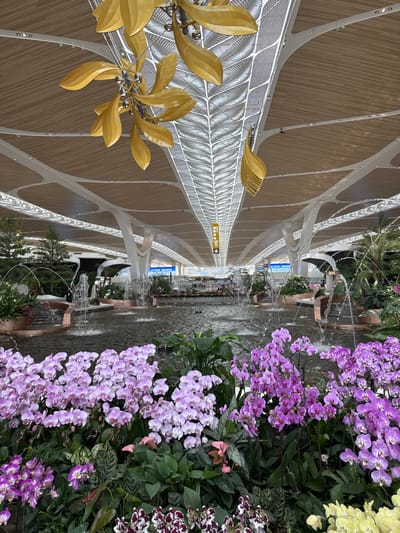 The image shows the interior of what appears to be an airport terminal, featuring modern architectural design. In the foreground, there is an abundance of purple and other colored orchids arranged vertically. To the left, a high ceiling with curved white supports and wooden paneling is visible, along with a decorative gold leaf-shaped lighting fixture. Water features are integrated into the scene with fountain jets visible amidst the vegetation. The overall perspective is looking along the length of the terminal towards distant points, suggesting a large and open space. Considering the location cues from the prompt, the scene is likely within the Baiyun District in China.