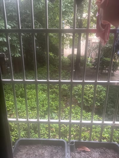 The image is a view from a window looking out at a small, overgrown garden area. The view is framed by a series of vertical metal bars, likely a security gate or window bars. The garden area consists of a dense patch of leafy green vegetation, with some visible patches of dirt ground. There are two large black planters located at the bottom of the image. One planter contains brown dirt, while the other contains a single brown leaf. The image was taken in the city of Hangzhou Shi, China at the coordinates 30.335 latitude and 120.073 longitude.