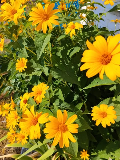 In Hoholeve, Ukraine, a dense cluster of vibrant yellow flowers, possibly daisies or sunflowers, dominates the frame. Their large, cheerful petals and central orange discs are bathed in bright sunlight, casting dappled shadows on the lush green foliage. A few smaller, less developed buds and blooms are also visible, adding depth to the floral display. The background is a blur of soft colors, suggesting an outdoor setting, possibly a garden or park. The image captures a moment of natural beauty and tranquility.