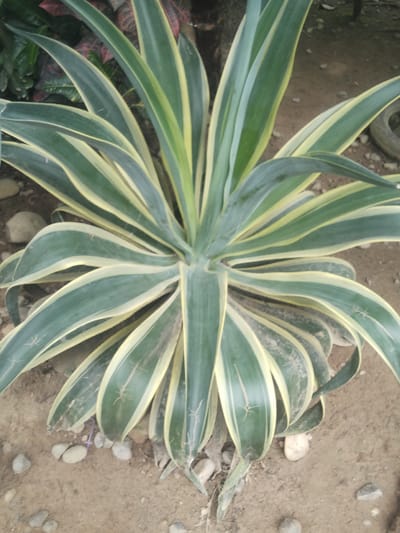 An overhead shot captures a variegated agave plant with long, pointed, sword-like leaves that are green with yellow edges. The plant is situated outdoors in what appears to be a garden or yard. The ground is covered in sandy soil with scattered small rocks. In the background, out-of-focus foliage and a discarded tire are visible. The lighting suggests it is daytime. This image was taken in Beuringen, Indonesia.