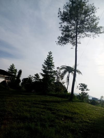 The scene is an outdoor landscape on a grassy hillside, featuring several trees against a bright sky. A tall pine tree stands prominently on the right, and a fern-like tree is nestled beside it. There are other trees and vegetation scattered around the hill. A building is partially visible on the left side of the image. In the background, a building can be seen in the distance. The grass is shaded in the foreground. The location is noted as the city of Thalang, Laos. There are no people visible.
