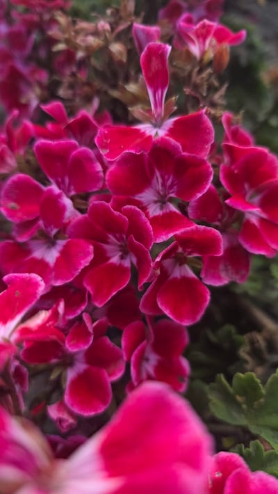 The image displays a close-up, macro view of a cluster of vibrant pink flowers, possibly geraniums, with delicate white markings towards their centers. The petals are slightly cupped and ruffled, creating a soft, layered texture. The background is a bokeh blur of greens and earthy tones, suggesting a natural or garden setting. There are no people or explicit signs of human presence in the immediate frame. The lighting appears to be natural daylight, highlighting the rich colors of the flowers. The image does not contain any discernible elements that would allow for the identification of a specific location within Shakhty, Russia.