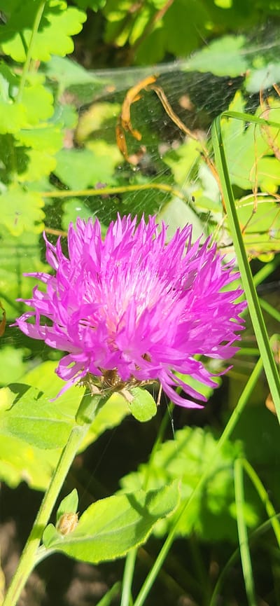 A bright pink, thistle-like flower blooms in focus against a blurred background of green foliage and a visible spiderweb. The flower has many delicate, spiky petals radiating outwards. The spiderweb, catching the sunlight, is draped across some of the leaves and the flower's stem. The leaves are a vibrant green, some appearing to be broad and lobed, others narrow and grass-like. A small, light-colored insect or seedpod rests on a leaf near the base of the flower's stem. The scene suggests an outdoor setting, likely a garden or wild area in Tetianivka, Ukraine, characterized by natural flora and the presence of arachnid activity.