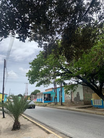 The image depicts a street scene in Tacarigua, Venezuela, under an overcast sky, suggesting a cloudy day. Lush green trees dominate the foreground and midground, with their branches reaching across the frame and partially obscuring the view of the street and buildings. The street itself is paved and appears to be a two-lane road, with a concrete sidewalk running alongside it.
Several buildings are visible along the street, characterized by their brightly colored facades, predominantly blue and yellow, with some appearing weathered and in need of repair. One building has a decorative blue and yellow trim with a white patterned vent. A sign on a blue pole indicates directions: "Sta. Ana" with an arrow pointing left, and "J. GREGORIO" with an arrow pointing right. The presence of overhead power lines and utility poles suggests an active residential or commercial area.
A single black car is driving on the road, moving away from the viewer. In the foreground, a young palm tree grows out of the sidewalk, its fronds fanned out. The overall impression is of a somewhat humid, tropical environment with a mix of vibrant colors and signs of aging infrastructure. No people are clearly visible in the image.