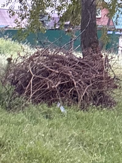 This media file depicts an outdoor scene with a large, overgrown structure of branches and twigs, possibly a nest or a pile of debris, occupying the center of the frame. To the left, a portion of a building is visible, featuring reddish-brown and dark green sections. Trees with dense foliage frame the left side of the image, with some branches extending over the building. The right side of the image is dominated by a field of green grass, with faint white specks that could be small flowers or debris. The image appears to be taken during the daytime, with natural light illuminating the scene. There is no discernible text visible. The overall impression is one of a somewhat wild and untended natural environment with hints of human structures in the background. Given the location context of Nevyansk, Russia, this could be a view of rural or semi-rural surroundings.