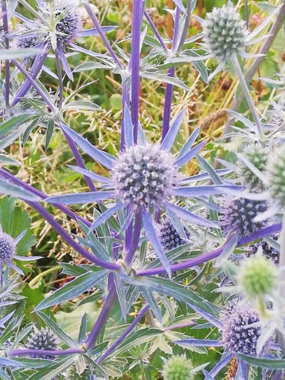 A close-up shot captures a cluster of sea holly plants with their distinctive spiky, thistle-like blue and purple flower heads and serrated leaves. The background is a soft blur of green and brown foliage, suggesting an outdoor, natural setting. There are no people or specific landmarks visible that would indicate a location within Новапагосцкі сельскі Савет, Belarus. The lighting is soft and natural, likely daylight.