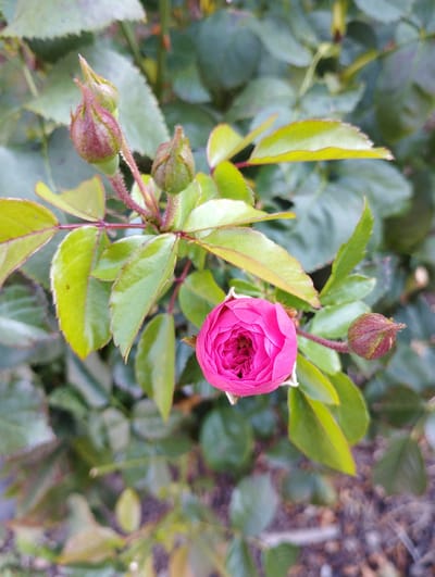 The image shows a close-up of a pink rose bud that is starting to open, surrounded by green leaves and rosebuds. The rose is on a plant in a garden. The background is out of focus, showing more foliage. The scene is one of natural beauty, with the vibrant pink of the rose contrasting with the deep greens of the leaves.
