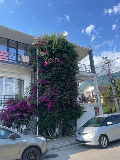 In the city of Gagra, Abkhazia, a scene unfolds under a partly cloudy blue sky. A multi-story building, painted white and gray, dominates the frame, adorned with lush, vibrant pink bougainvillea that cascades down its facade, partially obscuring windows and balconies. On the upper balconies, pink and beige towels are draped over railings, suggesting a residential or guesthouse setting.
In front of the building, two cars are parked on a paved street. The car closest to the viewer is a silver minivan with tinted windows and a license plate that reads "X 400 OX ABH". To the left of the minivan, a silver sedan is partially visible, with its front wheel and fender in view.
A utility pole, laden with electrical wires and a satellite dish, stands prominently to the right of the building, indicating urban infrastructure. In the background, other buildings and lush green trees can be seen, with the silhouette of mountains discernible against the sky. A person, wearing a light-colored shirt and a darker vest, stands on a balcony of the white building, looking out towards the street. A potted plant sits on the same balcony. A Coca-Cola advertisement is visible on a small structure attached to the building. The overall scene captures a tranquil, sunlit day in a picturesque coastal town.